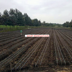 Drip irrigation in Nigeria